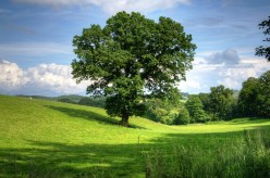 The Greener, the Better: Why We Should Plant More Trees