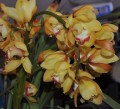 Frugal Gardening - Benefits of Removing Dead Blooms From Your Garden Plants
