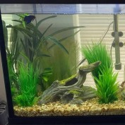 Sheldon Herbert profile image