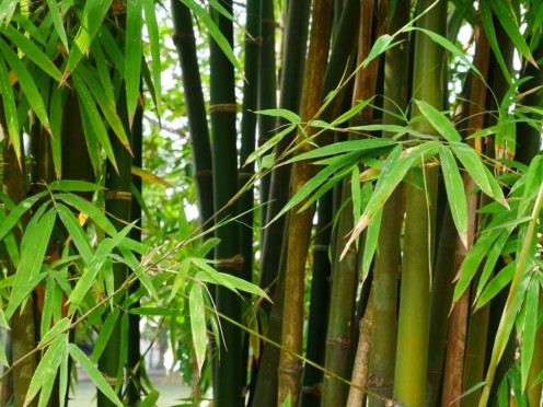 Wild bamboo