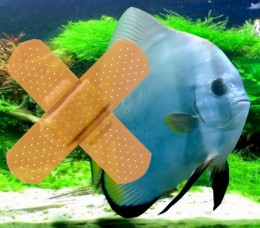 Fin Rot Disease Treatment