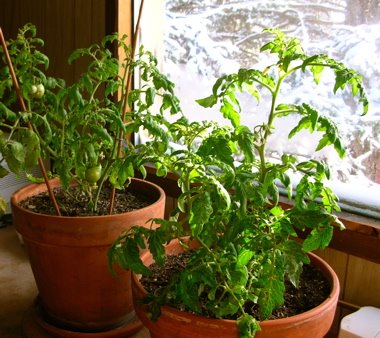 You can grow and enjoy tomatoes throughout the winter indoors. Cherry or Grape varieties work best though full size tomatoes can be grown.  