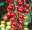 Delicious Cherry Tomatoes Growing Indoors