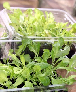 Lettuce Growing Indoors