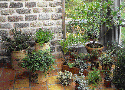 Very nice indoor herb garden