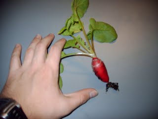 You can easily grow radishes indoors. Radishes are one of the easiest of all vegetables to grow indoors. 