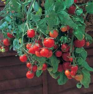 Hanging Basket of Cherry Tomatoes Growing Indoors