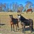 Tryon Horses Tryon Horses