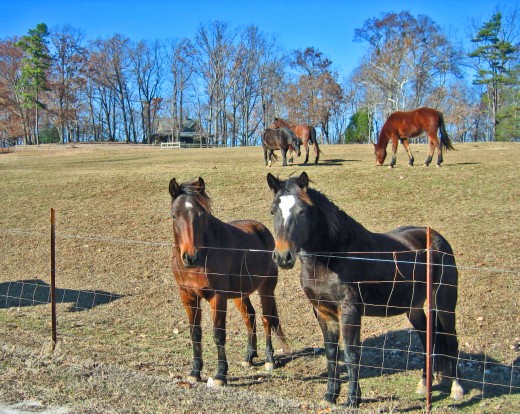 Tryon Horses