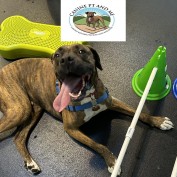 therapydogshipdysplasia profile image