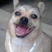 lachuppis profile image