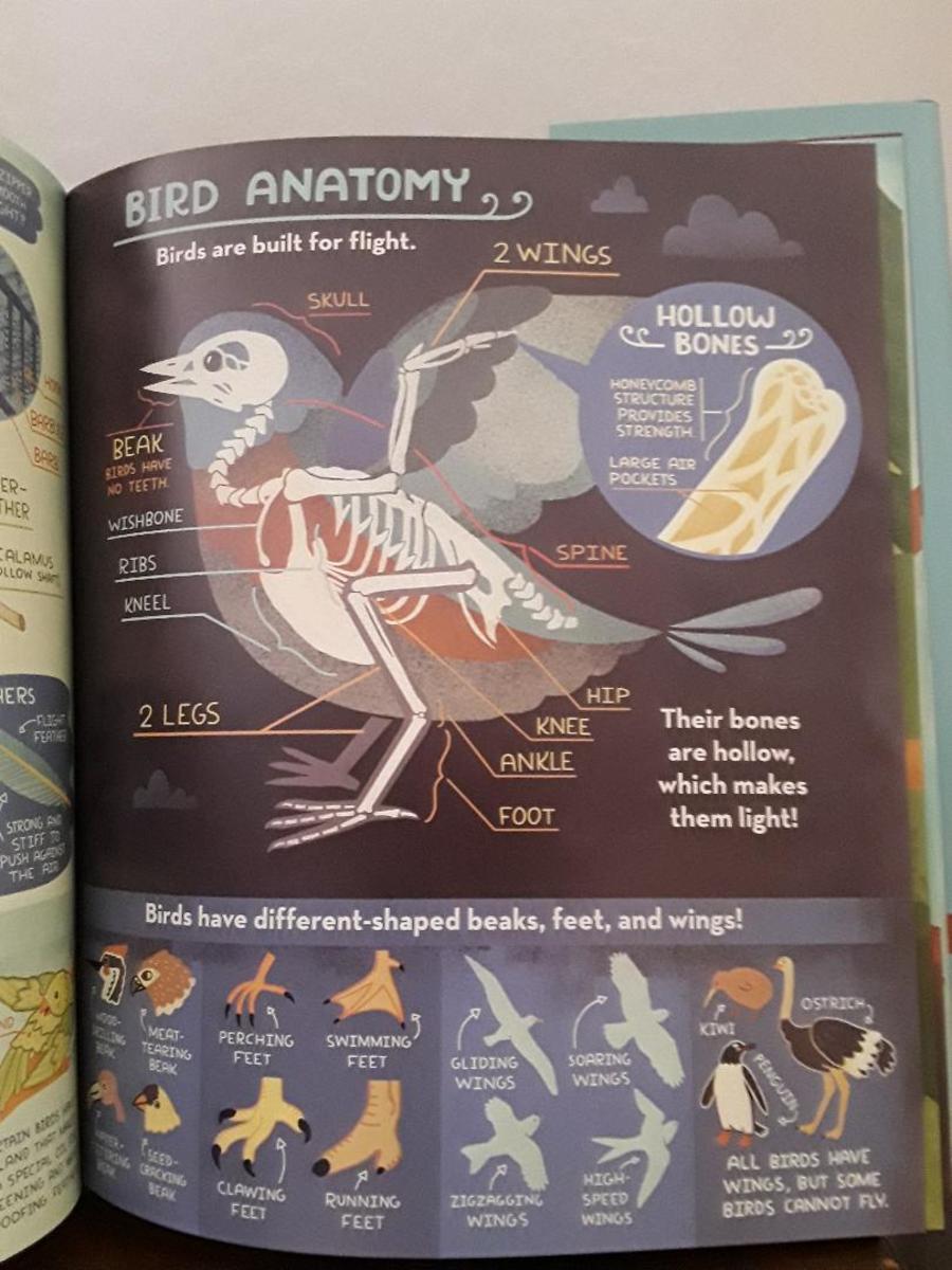 The anatomy of a bird