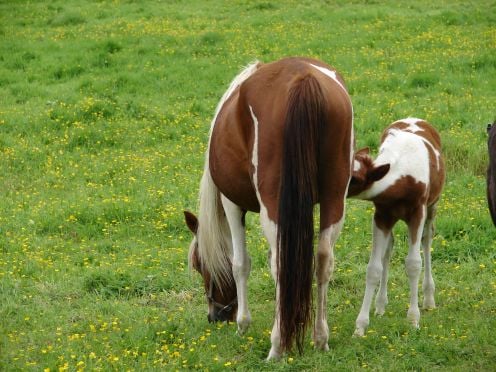 Mare and foal enjoying the peace - Brittany - France