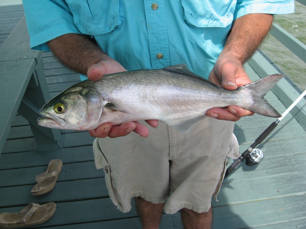 are bluefish good to eat