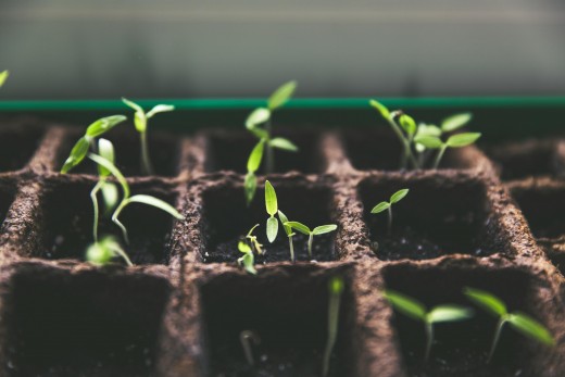 Seedlings sprouting in a compostable starter tray.