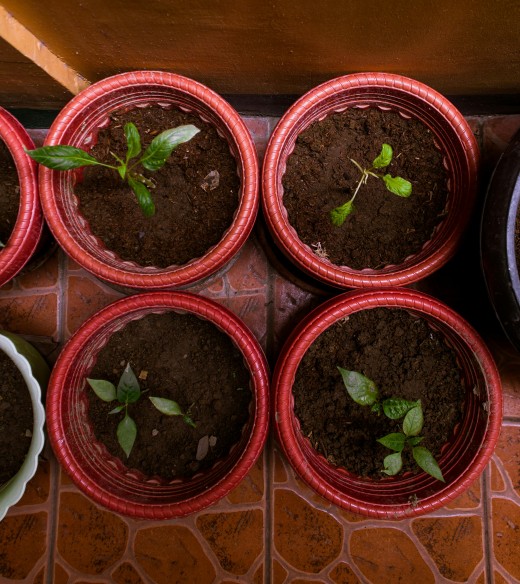 Small plants in individual starter containers.