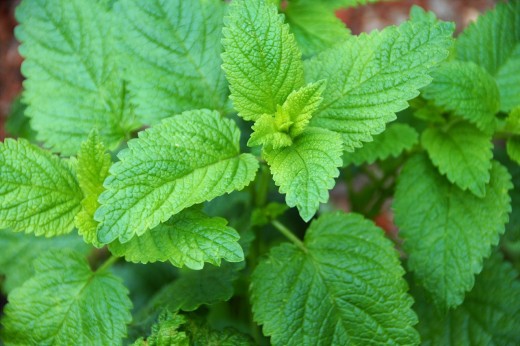 Lemon balm plant