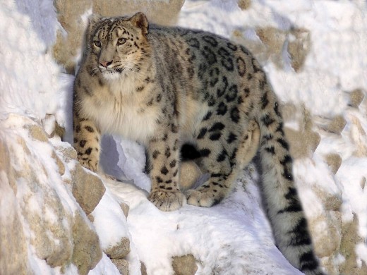  A Snow Leopard captured on camera during its prowl in the Himalayas!