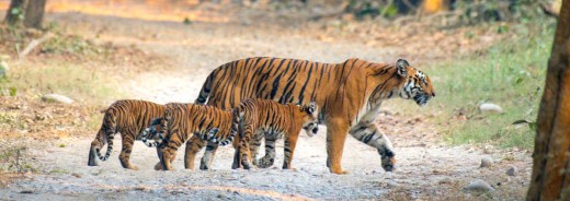 A tigress with her cubs in Jim Corbett national park, India