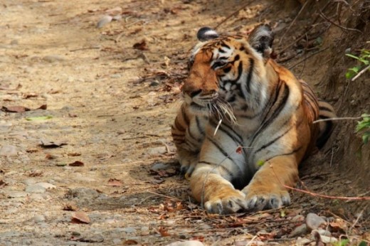 A tiger resting post a fight with a Porcupine. The quills can be seen entangled within the body of the Tiger