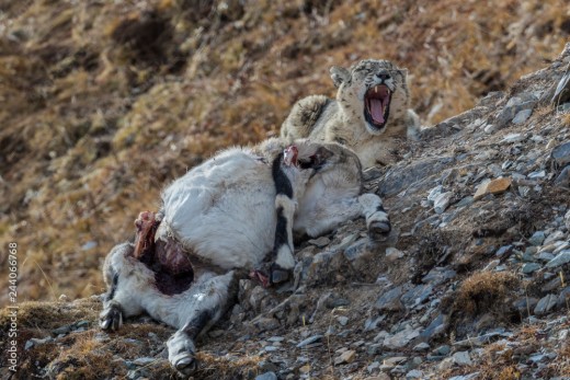 A snow leopard feeding on a blue sheep!