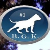 Big Gemini Kennels profile image