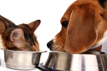 Your pet will love you for the right pet food