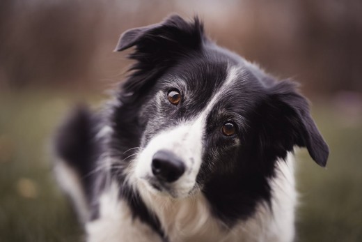 Border Collie Border Collie