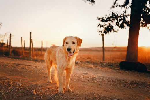 Golden Retriever Golden Retriever