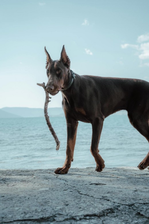 Doberman Pinscher Doberman Pinscher