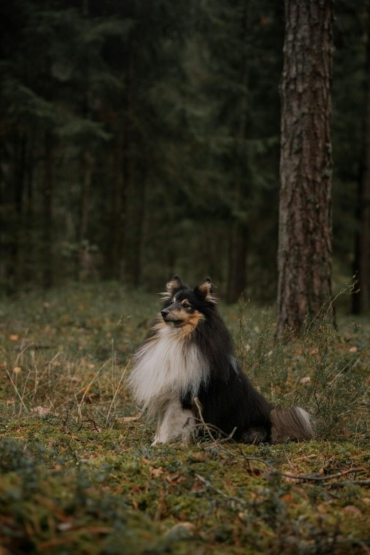 Shetland Sheepdog Shetland Sheepdog