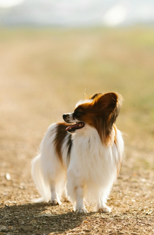 Papillon Papillon