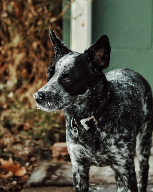 Australian Cattle Dog Australian Cattle Dog
