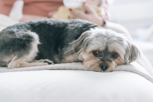 Maltese