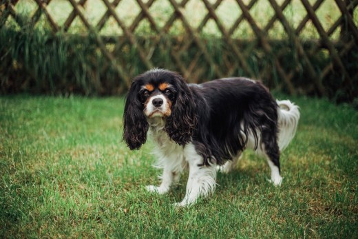 Cavalier King Charles Spaniel