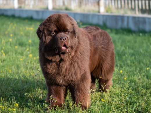 Newfoundland