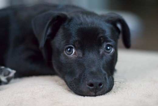 Cute black puppy lying down