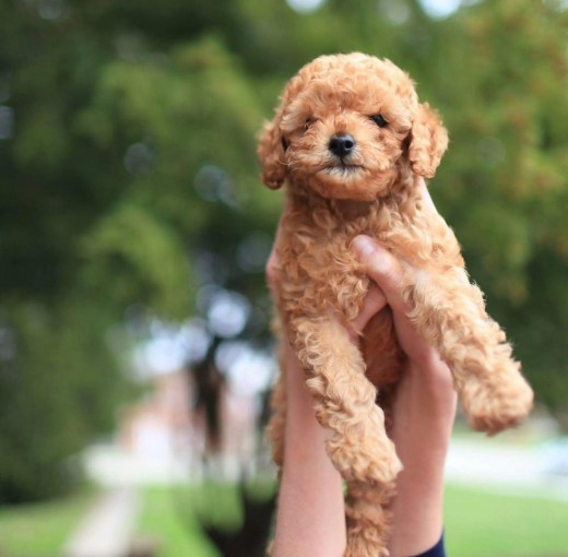 Toy Poodle Toy Poodle