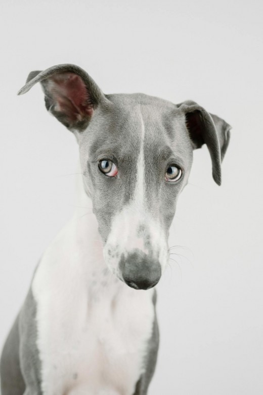 Greyhound