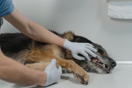 A Sick Dog A Sick Dog
