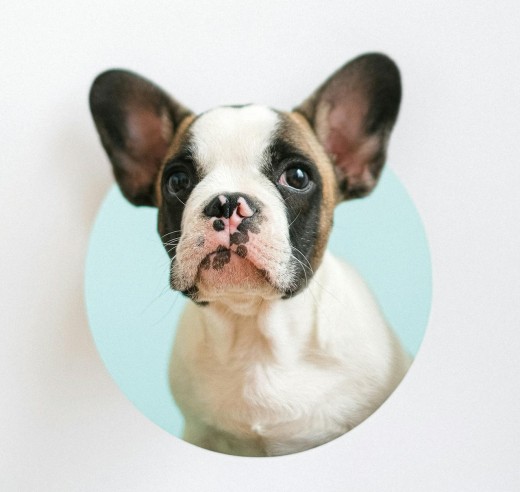 French Bulldog Puppy