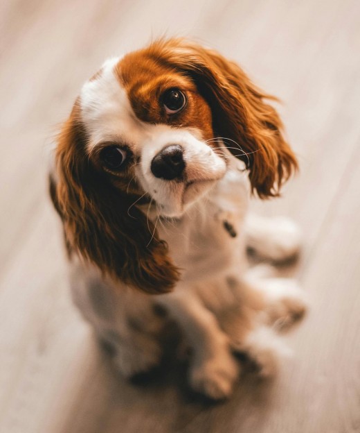 Cavalier King Charles Spaniel Puppy