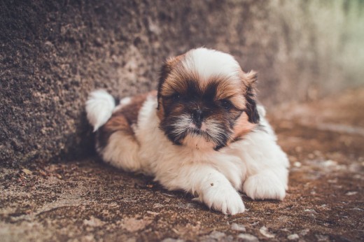 Shih Tzu Puppy