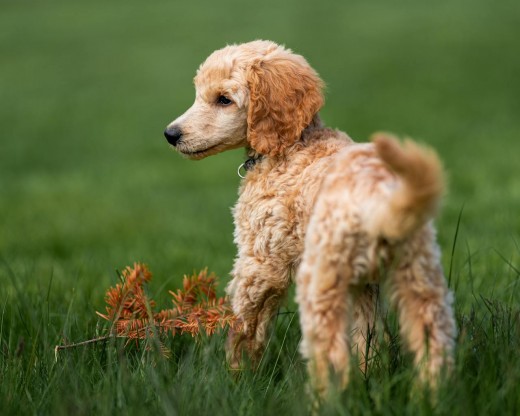 Cocker Spaniel Puppy