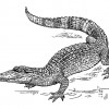 Evolution of Alligators and Crocodiles