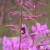 A bumble bee pollinating flowers A bumble bee pollinating flowers
