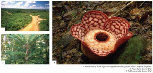 some flora grow in Bukit Tigapuluh National Park (Riau-Sumatra). photo LHI-natureindonesia.org