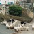 Dogs taking care of the geese