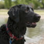 dog cat profile image