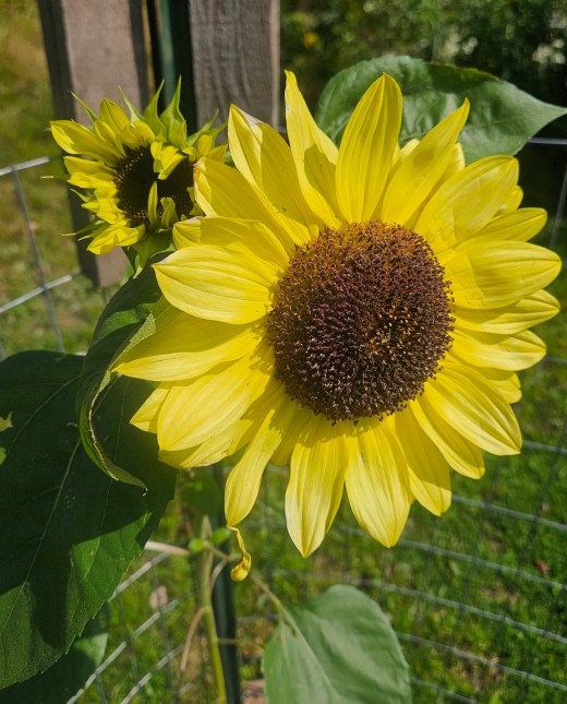 A fully blooming Sunflower